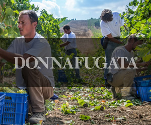 Donnafugata Wein